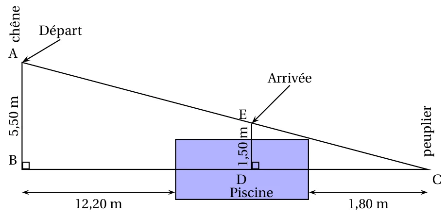 Schéma de la tyrolienne : le point A en haut du chêne à 5,50 m au-dessus de B, le câble AC jusqu'au pied C du peuplier, la piscine entre 12,20 m de B et 1,80 m de C, le point E du câble au-dessus du point D de l'eau avec DE = 1,50 m, angles droits en B et en D
